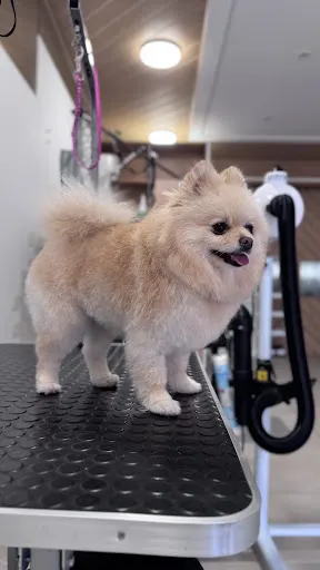 Futro i Foch Salon pielęgnacji psów i kotów